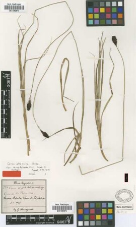 Carex atropicta Steud. var. Griseb. monodynama[syntype]
