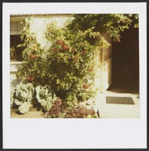 Tomaten, Salat und Blüten in Österreich