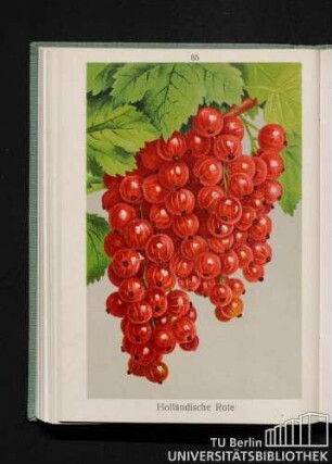 Holländische Rote.