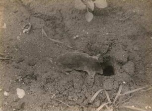 Maulwurf (Talpa europaea L.) im Begriff einzufahren