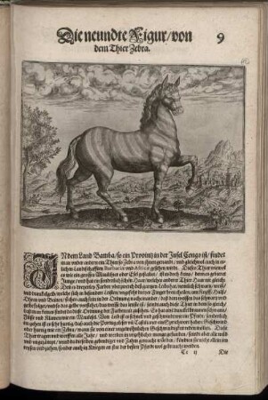 Die neundte Figur, von dem Thier Zebra