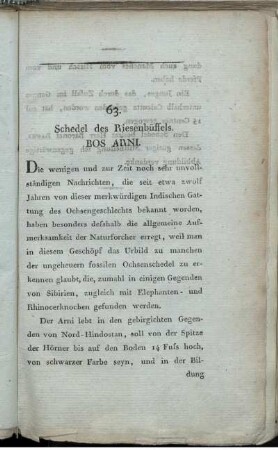 63. Schedel des Riesenbüffels. Bos Arni.