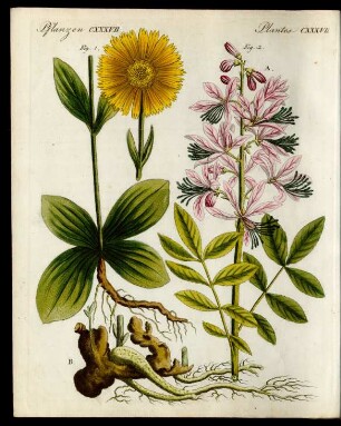 Arznei-Pflanzen.