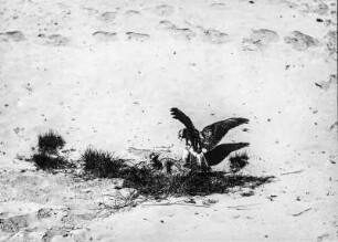 Greifvogel beim Füttern : Greifvogel beim Füttern eines Jungen.