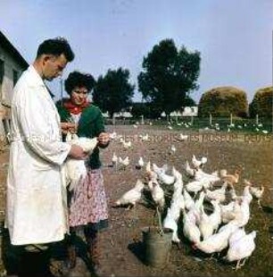 Kontrolle von Parasiten bei Hühnern der LPG Hohendorf durch Tierarzt Dr. Loepelmann