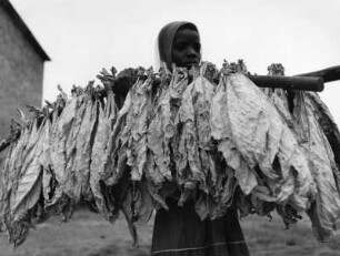 Tabak-Ernte in Rhodesien, heute Simbabwe, Südafrika, aus der Serie 'Die Welt des Tabaks'