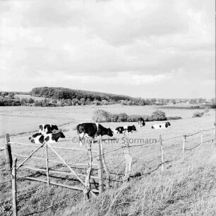 Travetal: Landwirtschaft: Rinderherde auf Weide: vorn Zaun und links Gatter: im Hintergrund Steinkamp