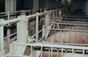 Fotografie: Fütterungstechnik, Sauenhaltung