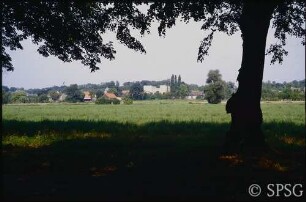 Eiche, Kahler Berg.