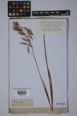 Bromus asper Pall. ex M.Bieb.
