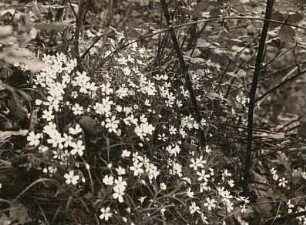 Große Sternmiere (Stellaria holostea)