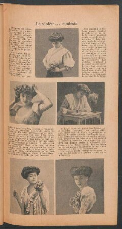 La violeta ... modesta