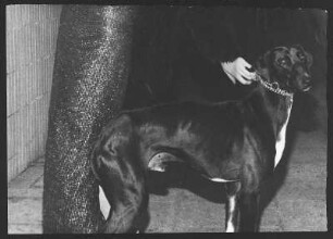 Hund