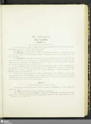 IV. Coleoptera