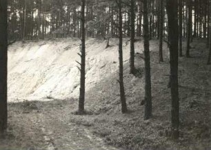 Dübener Heide. Endmoränen-Wall mit Kiefern- und Heidelbeeren-Bestand