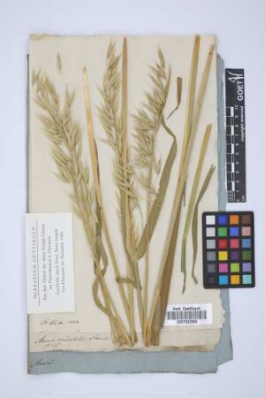 Avena orientalis Schreb.