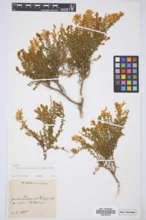 Teline canariensis (L.)Webb & Berthel.