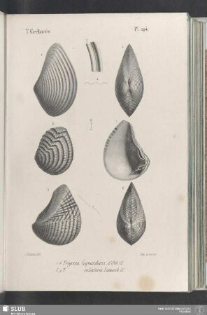 Pl. 294