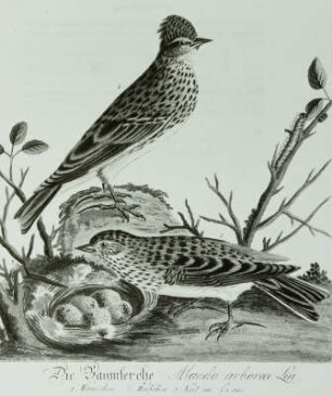 "Die vorzüglichsten Singvögel Teutschlands mit ihren Nestern und Eyern"