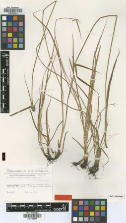 Cyperus peteri Kük. [type]