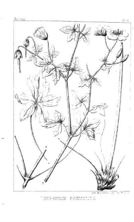 Hoffmanseggia Jamesii, Torr. & Gr.