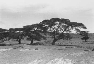 Landschaft zwischen Umbulu und Dongobesch : Savanne mit großen Bäumen und Vieh
