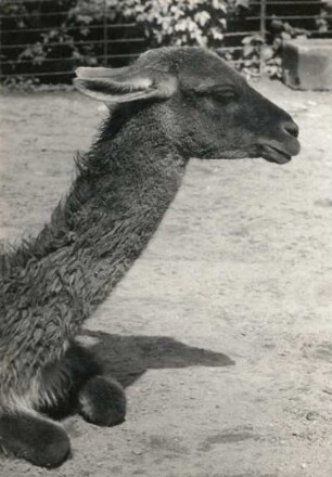 Guanako (Lama guanicoe), auch Huanako im Zoologischen Garten Dresden. Weibliches Tier