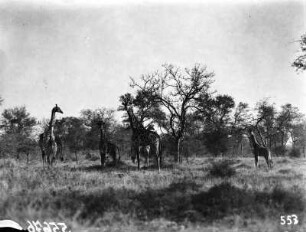 Giraffenherde : Eine Giraffenherde mit Jungtieren im Krüger-Nationalpark.