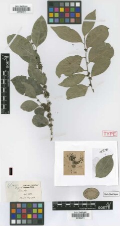 Drypetes alba Poit. var. latifolia Griseb.[syntype]