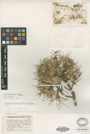 Astragalus brachycalyx Fisch.