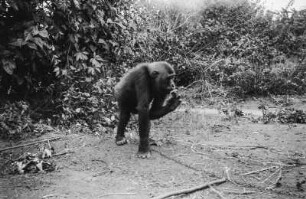 Gorilla : Aufnahme eines jungen Gorillas.