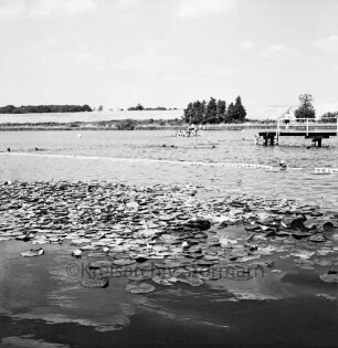 Freibad Poggensee: Seerosen, im Hintergrund Badegäste im Wasser und am am Badesteg