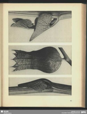 Hyoscyamus niger