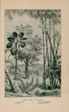 Vegetation of Celebes