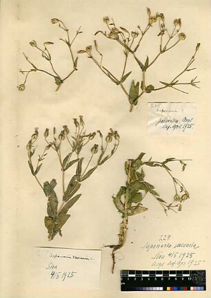 Caryophyllaceae Saponaria Vaccaria Linné, Carl von (1707 - 1778) [Sion]