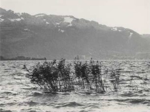 Vorfrühlingszeit am Bodensee
