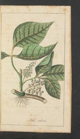 Tafel: Rhus radicans
