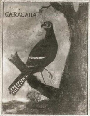 CARACARNA brasil. Geierfalke, Karakara o. Carancho-Polybotus tharus (Falco brasiliensis)