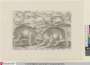 [Wild Boars; Wildschweine]