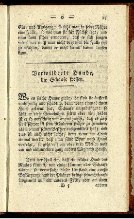 Verwilderte Hunde, die Schaafe fressen.