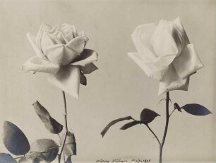 Zwei Rosenblüten