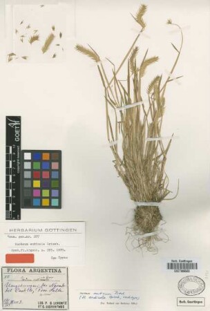 Hordeum muticum J.Presl
