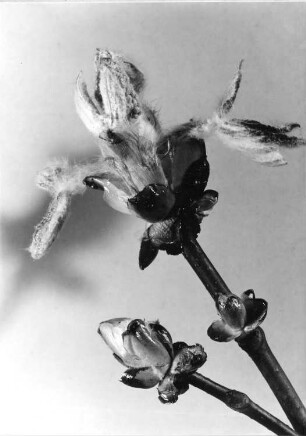 Gemeine Rosskastanie, aufbrechende Knospen - Aesculus hippocastanum
