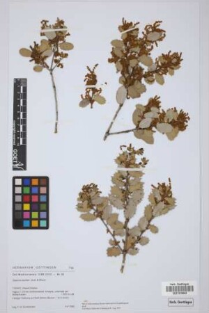 Quercus aucheri Jaub. & Spach