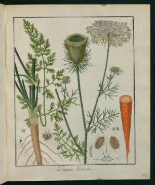 48r, Daucus Carota