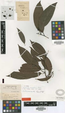 Ocotea barcellensis (Meisn) Mez [type]