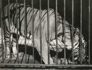 Dresden. Zoologischer Garten. Indischer Königstiger (Bengaltiger) im Käfig