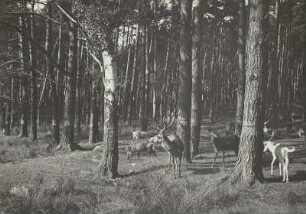 Wildgehege Moritzburg. Wildfütterung. Rothirsche und Wildschweine