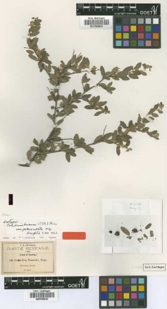Colubrina texensis (Torr. & A.Gray) A.Gray var. M.C.Johnst. pedunculata[isotype]
