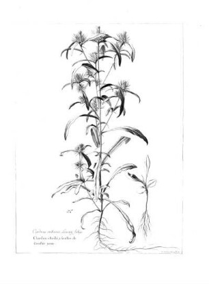 Carduus Stellatus Leucoii Lutei Foliis